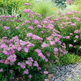 Anthony Waterer Spirea